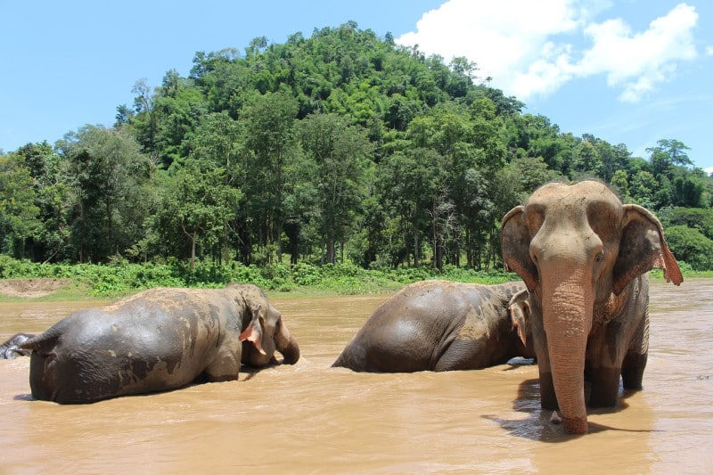 bain avec les elephants en thailande