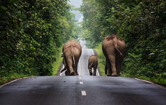 Khaoyai_06