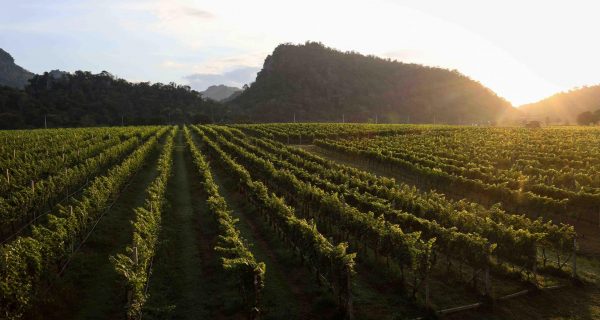 Vineyard-GranMonte-11-scaled