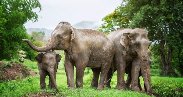 a-beautiful-elephant