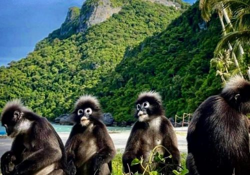 angthongmarineparktours-60-e1750170282410-1024x986