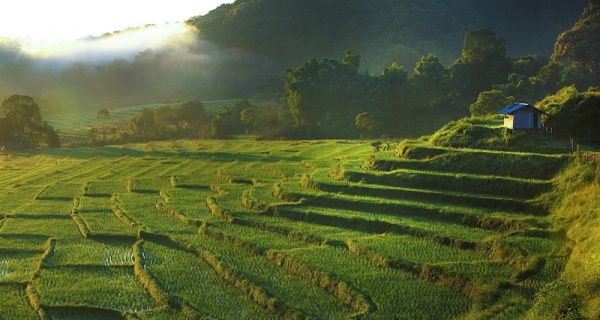 Rice Terrace in Ban Mae Klang Luang Village, Chiang Mai