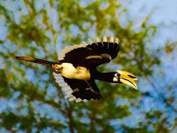 Koh Phra Thong is listed as an Important Bird Area by Bird Life International.