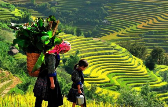 ruong-bac-thang-1024x576